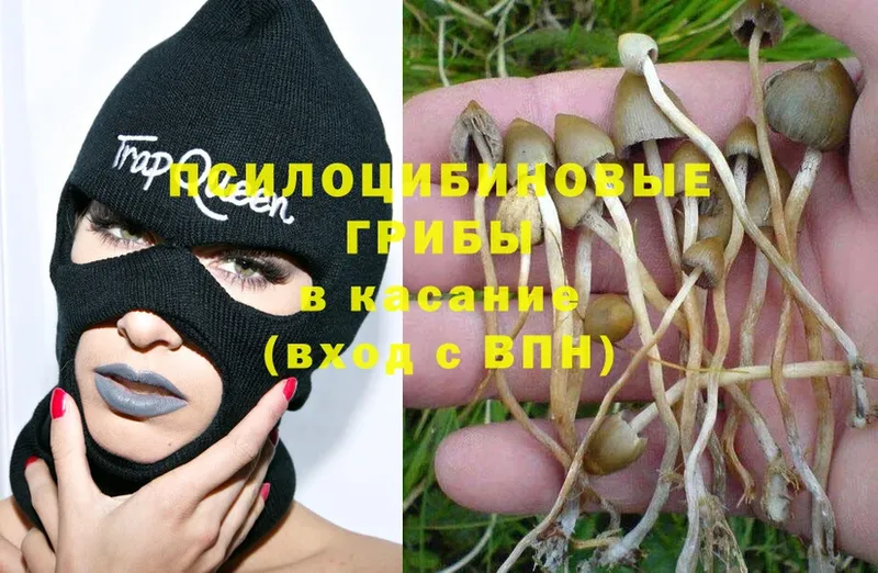 наркотики  mega онион  Галлюциногенные грибы Psilocybe  Балашиха 